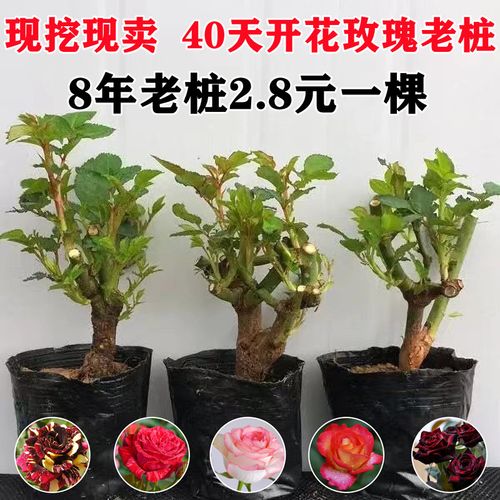 玫瑰花苗带花苞盆栽花卉绿植观花嫁接浓香四季开老桩月季特大花苗
