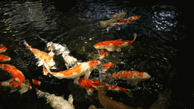 点赞这群锦鲤,接下来做什么事都如鱼得水.