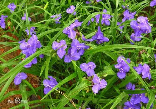 四季如青开紫色花的草求植物名