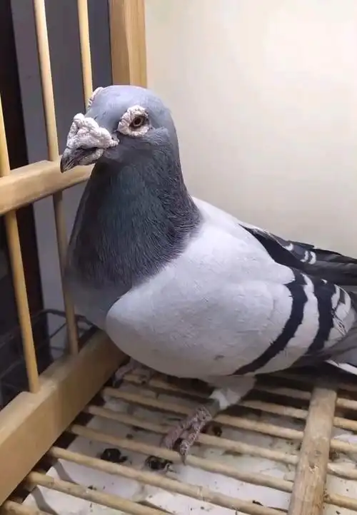 鸽魔漂亮的詹森大鼻子信鸽种母