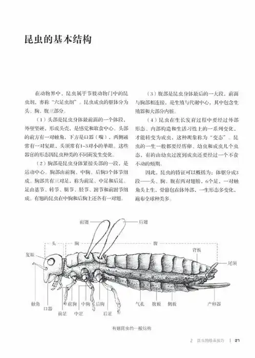 毛毛虫插画工作室,成立于2006年,由获得全国第六届书籍装帧设计金奖的
