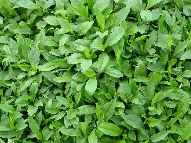 马兰头有清热利湿,解毒消肿的功效