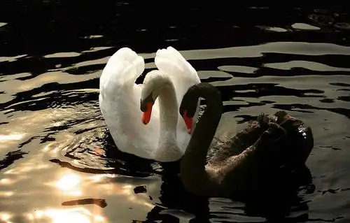 股市的黑天鹅白天鹅—看多小散:不惧主力做空打压