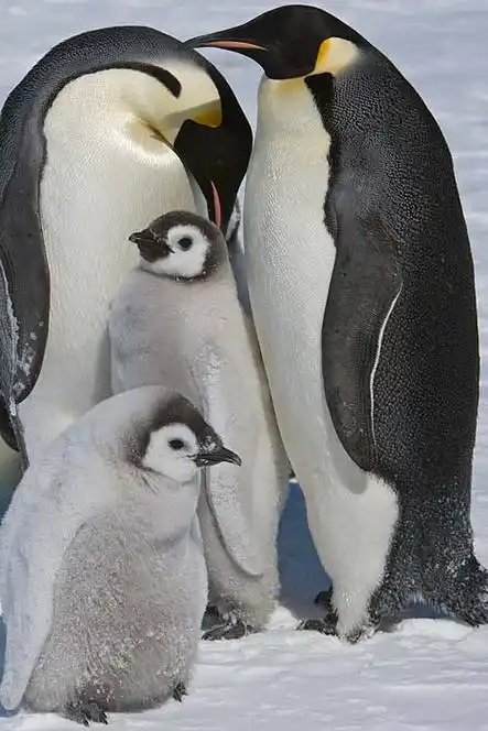 p>帝企鹅(学名: i>aptenodytes forsteri /i>):也称皇帝企鹅,是 a