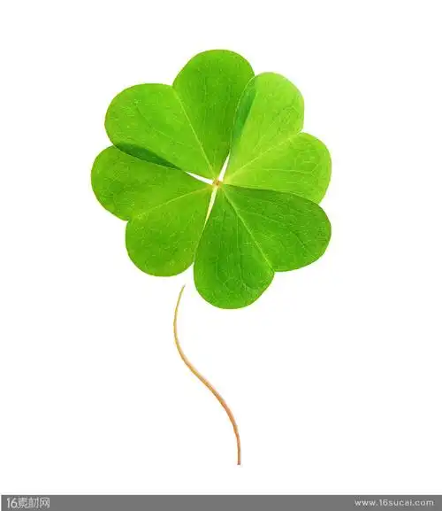 高清植物图片 关键词:四叶草幸运草植物花草叶子心形装饰大自然高清