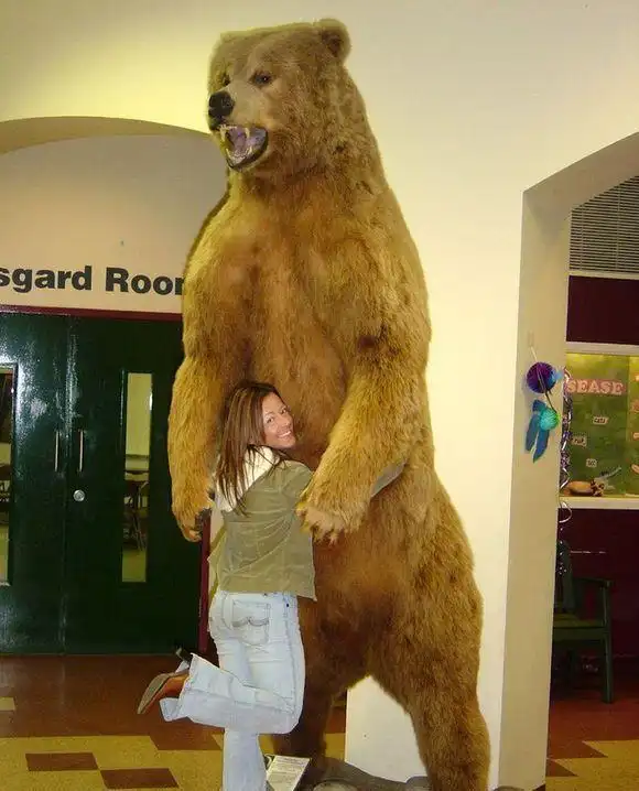 那些庞然大物的巨熊,这得有3米多吧