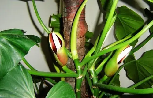 绿萝开花知识解答