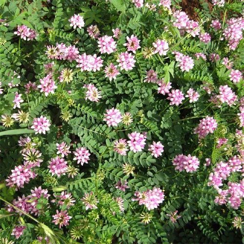 多边小冠花种子多变小冠花多年生景观护坡花卉庭院盆栽种子包邮