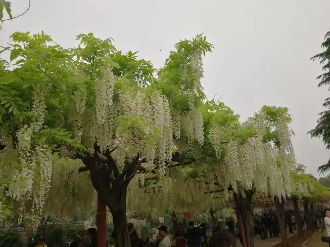 花的美丽 紫藤白藤盆栽