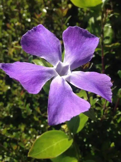 空心菜,花,自然,春天,植物,字段,自然