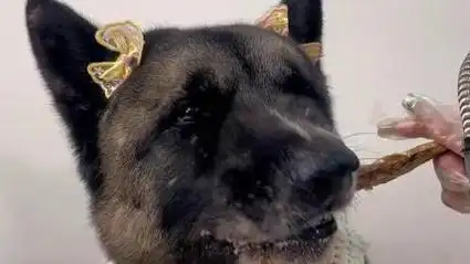 抢答!通过黑狗的微表情找出他最爱的食物?