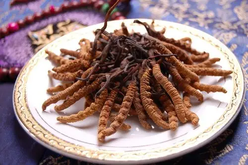 白玉虫草(白虫草作用)