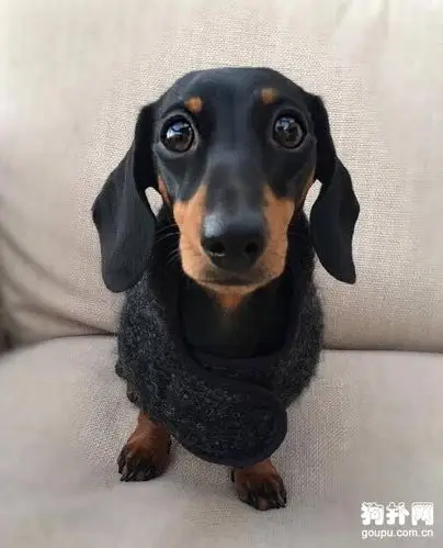 眼睛像水晶一样明亮的腊肠犬