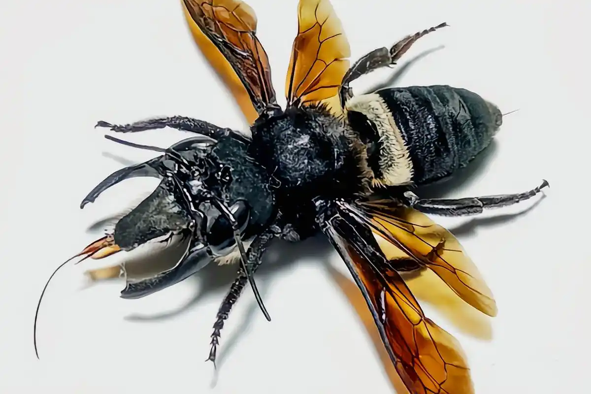 华莱士巨蜂是膜翅目切叶蜂科昆虫,是目前已知的最大的活蜂种.