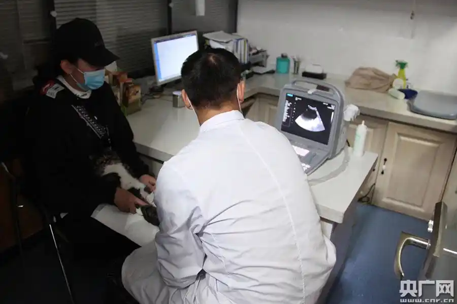 从事宠物医疗行业多年,余天顺发现,来到宠物医院的顾客,都是充满