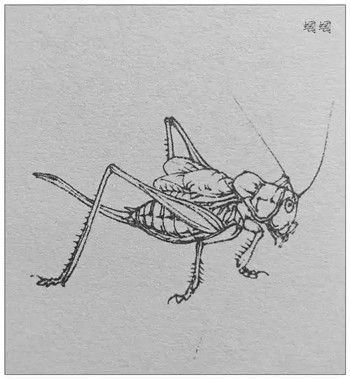 国画白描蝈蝈的所有造型都在这里了快收藏练习吧