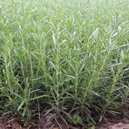 senpunuo森普诺直供迷迭香种苗