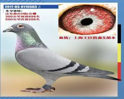 上海王臣詹森x胡本