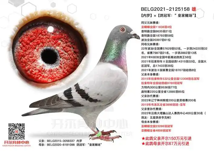 内罗鸽冠军皇家赌场