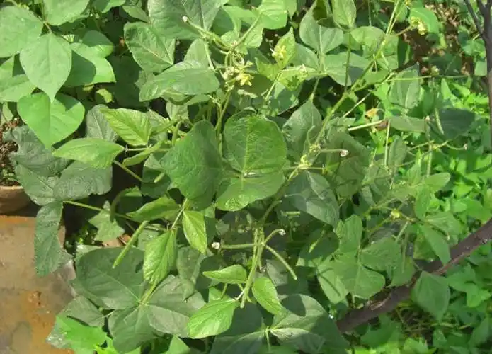 class="ref" data-ctrid="tz7k17pdks8t">从传统意义上讲,双子叶植物