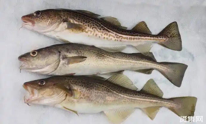 狭鳕的秘密:1条"救命鱼",4个"开发者"以及混乱的市场