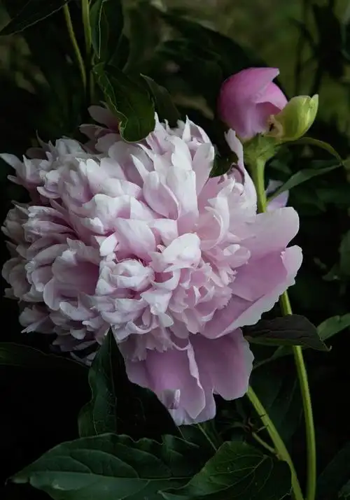 今天,我们将要介绍的是最贵的三种牡丹,它们不仅是珍贵的园艺植物,更