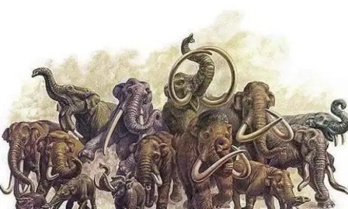世界上最大的大象 古棱齿象体长4米/1万年前灭绝