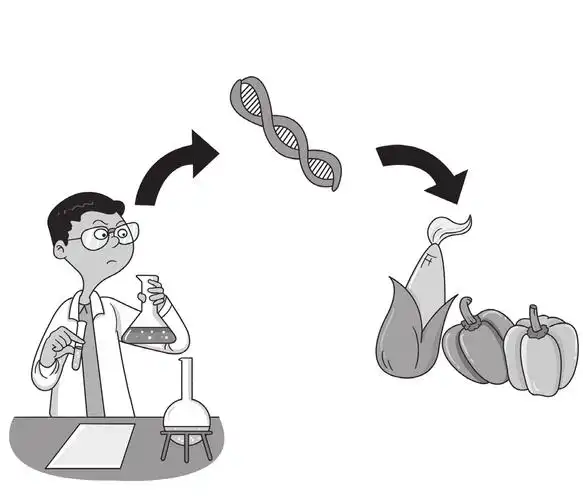 如何划分转基因技术的发展阶段?