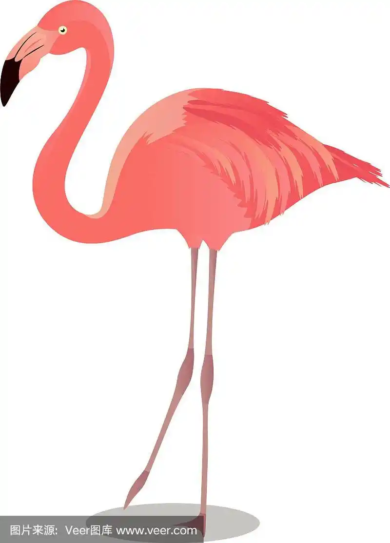 大火烈鸟卡通鸟