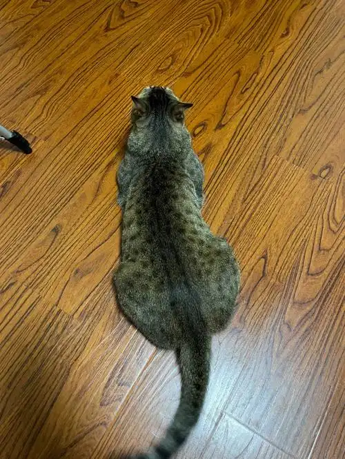 救命我的狸花猫好像一只大黑耗子