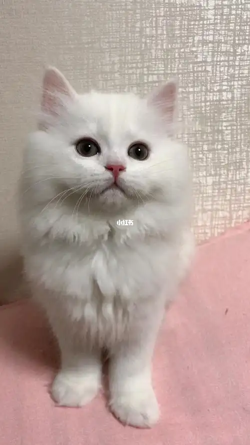 纯白高地长毛猫