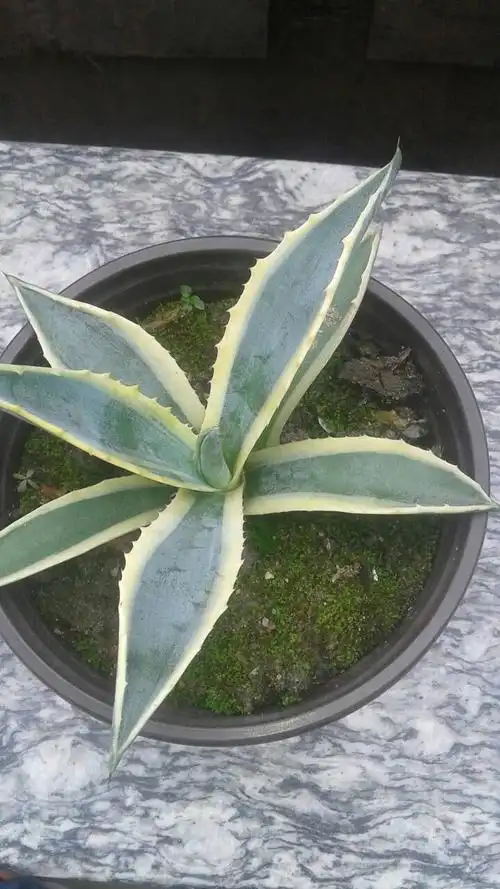 分享到:  今天 09:40 网友采纳 金边龙舌兰多年生常绿草本.