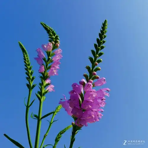 携一组芝麻花恭贺好友andyandy荣任自然风景论坛版主