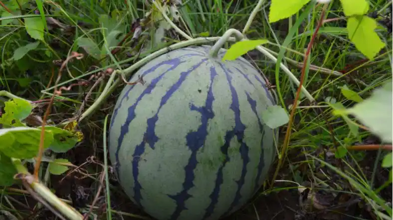 缅甸进口新鲜水果深绿条纹瓜麒麟西瓜时令新鲜水果批发代发包邮