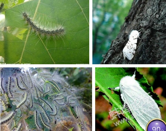 美国鬼子如此恶竞派白蛾破坏我帝国森林