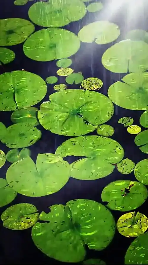 生如浮萍却又似羽毛      人生并不如想象中那般圆满      人有悲欢