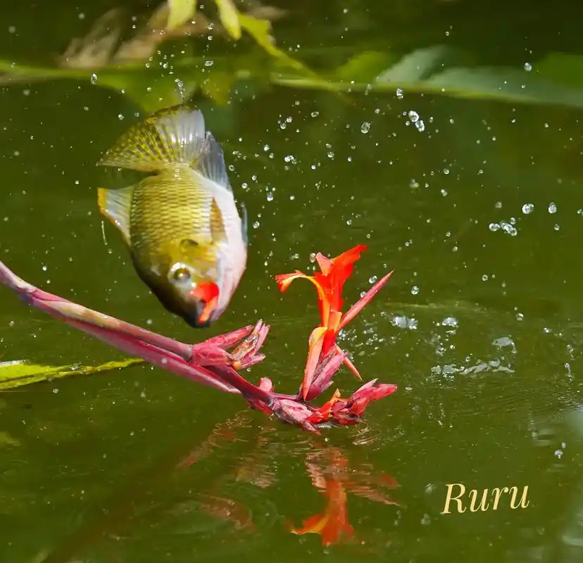 鱼儿跃花儿#鱼儿自由自在的水中游 #原创摄影 #生活随拍记录 - 抖音