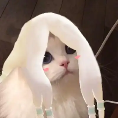 光遇可爱猫猫头像猫猫接头头像均为自制猫咪原图vb:吴kiwi是一只布偶