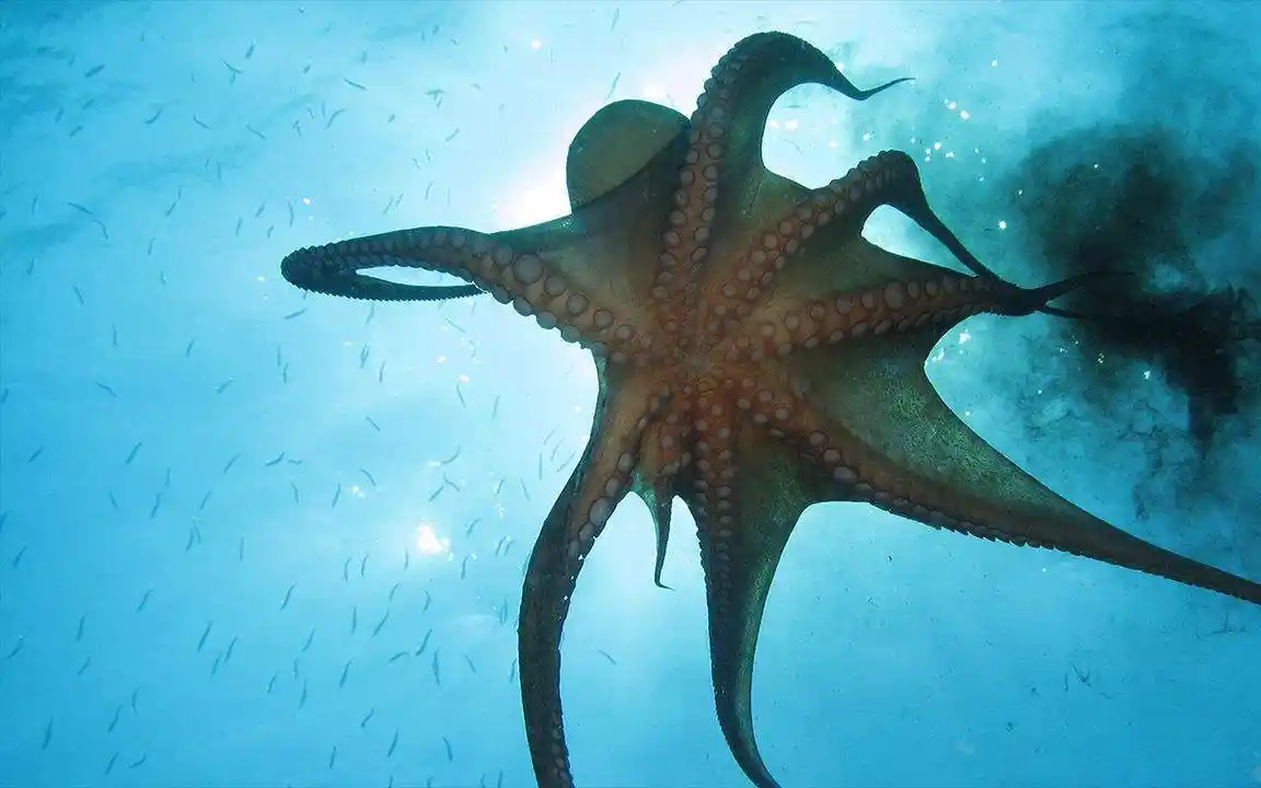 "乌贼"之名从何而来?还不是墨鱼喷出的墨汁可以用来写毛笔字!