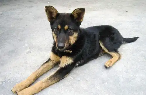 农村养的土狗,被冤枉偷吃东西,竟然咬舌自尽了