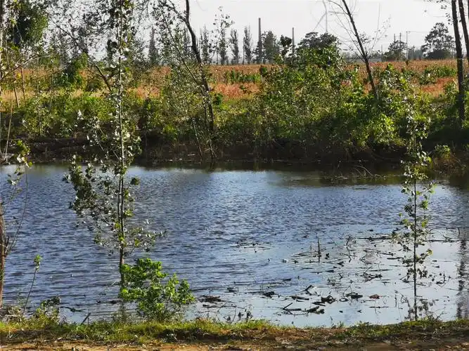 村子里的大水坑,波光粼粼,换个角度看也挺好看
