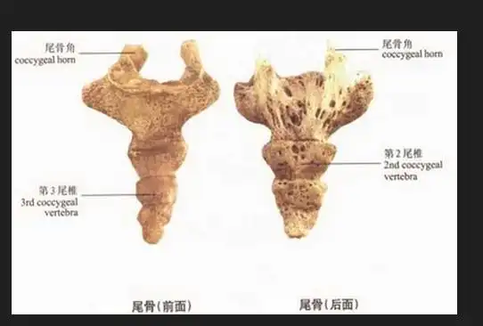 人体,尾骨图