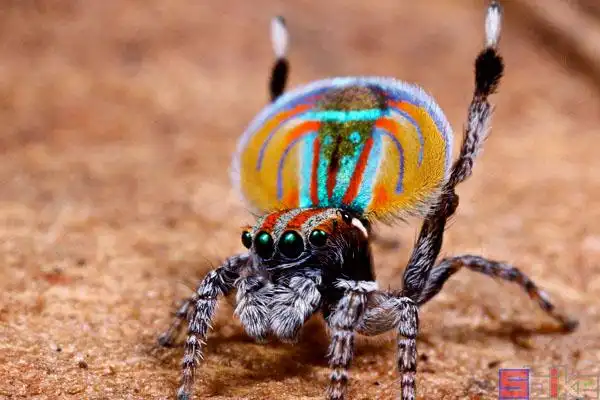 孔雀跳蛛_孔雀蜘蛛