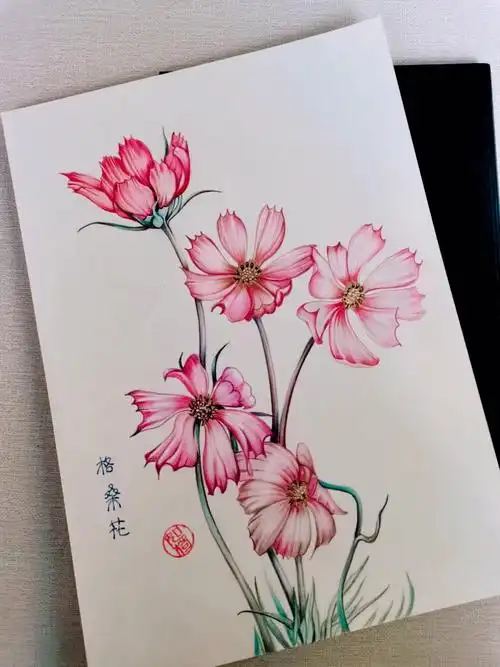 彩铅手绘格桑花