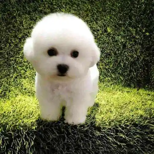 我家的小狗小白