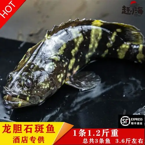 东海现捕龙胆石斑鱼海鲜水产鲜活老虎斑虎纹斑斑鱼