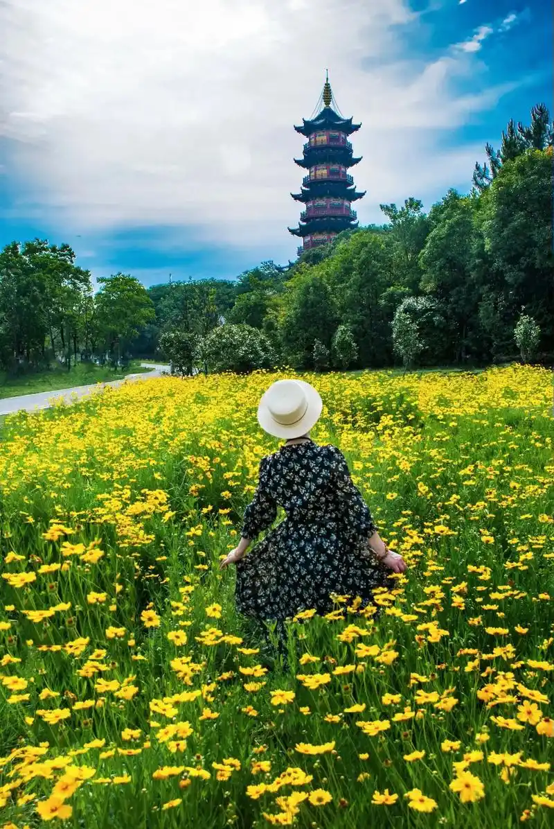 象湖公园金盏菊*人像摄影