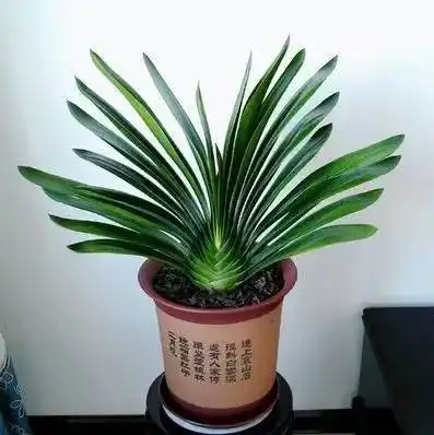 看我家的君子兰如何分株,播种繁殖,年年开花