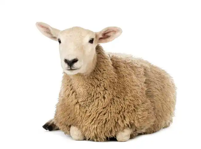 棕色素材-棕色图片-棕色素材图片下载-第44页-觅知网