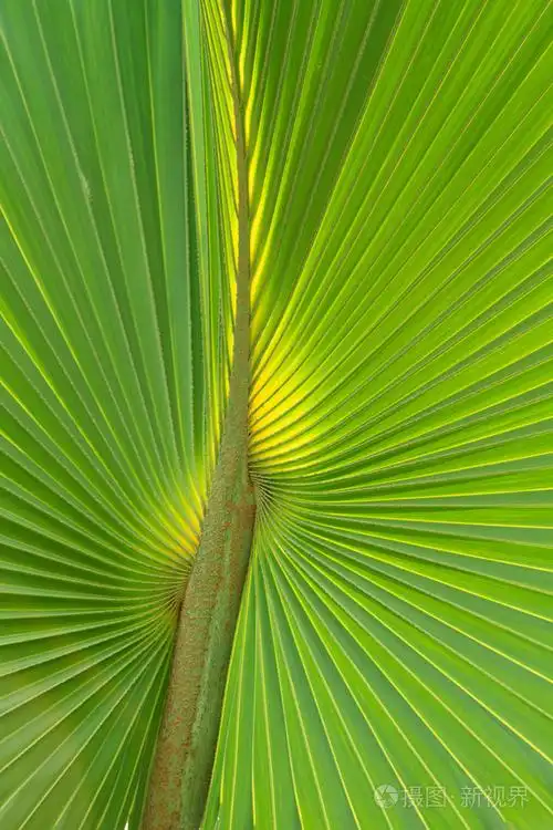 绿色棕榈树树叶